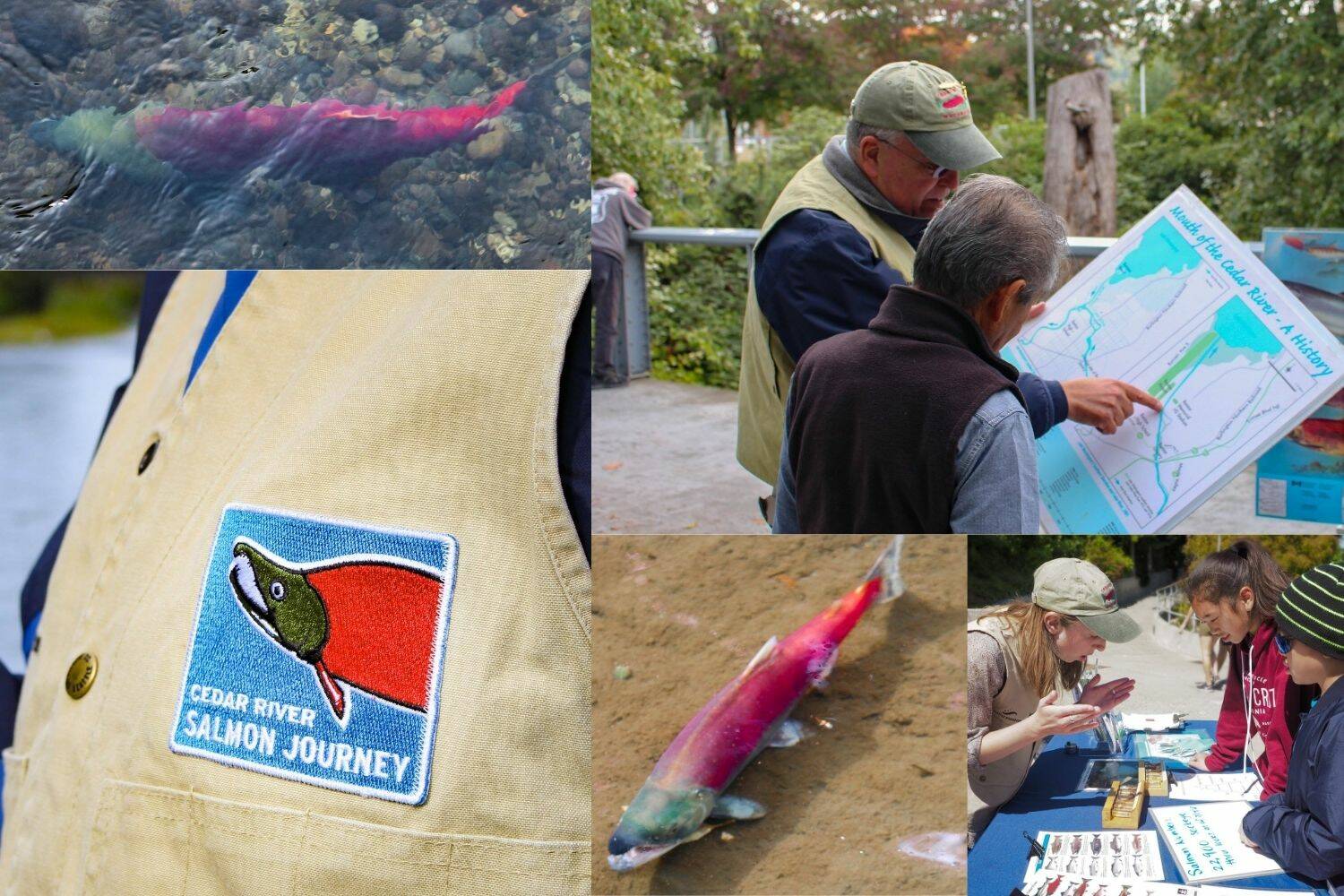 photos courtesy of Cedar River Salmon Journey