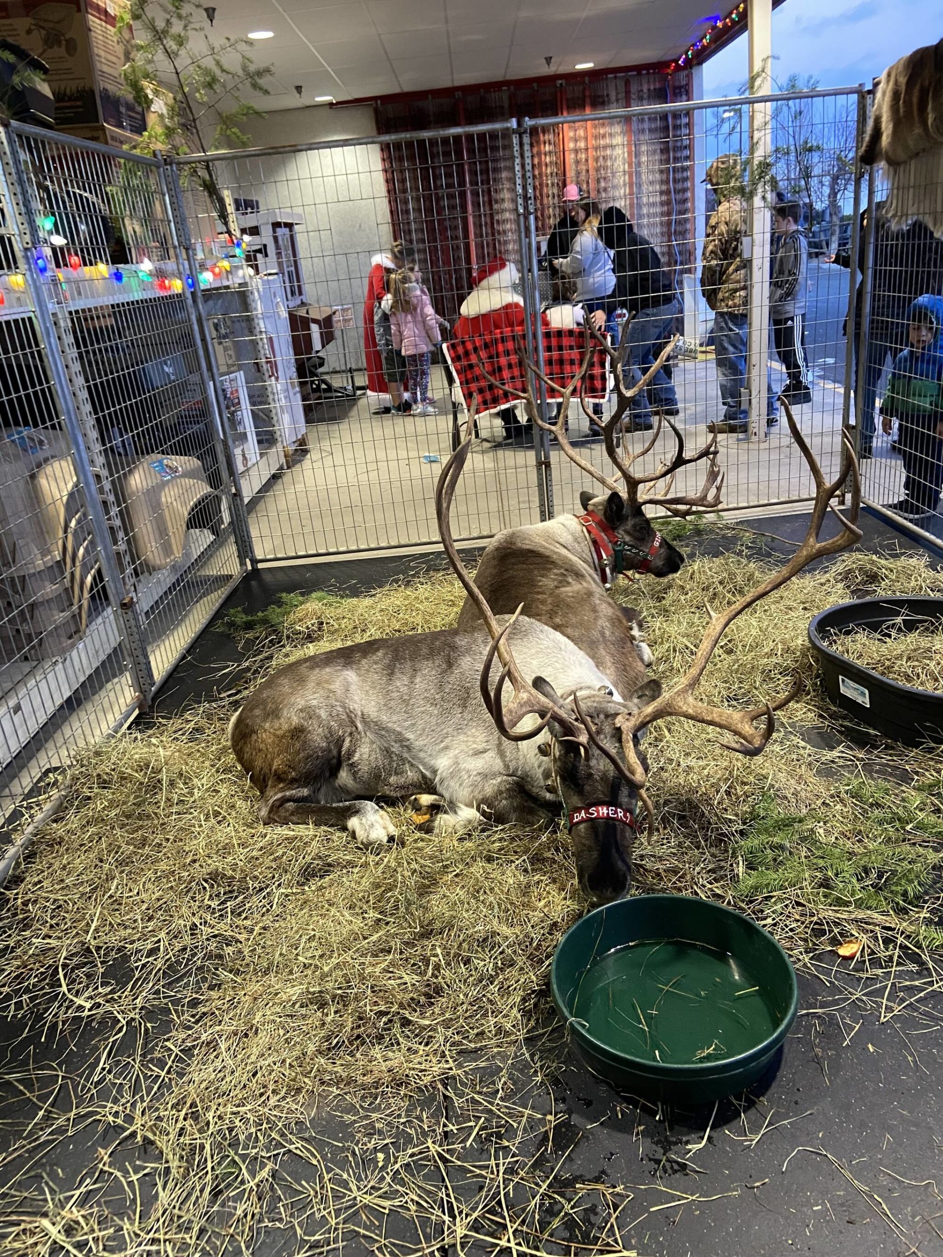 Coastal, in partnership with Purina, will be bringing Santa’s reindeer to the Coastal store across from the Outlet Collection mall in Auburn on Sunday, Dec. 12, from 2–6 p.m. Photo courtesy of Coastal.