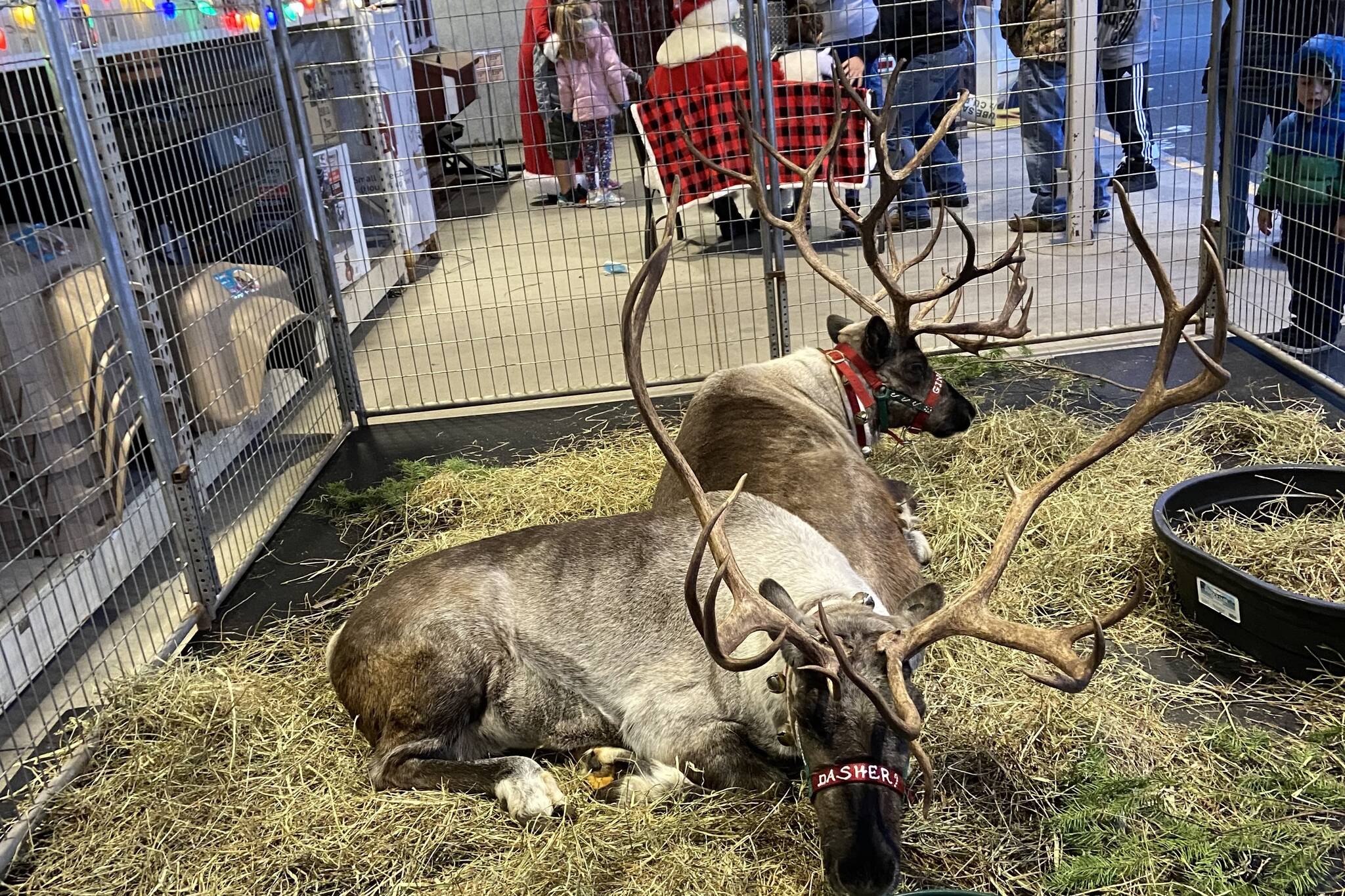 Reindeer