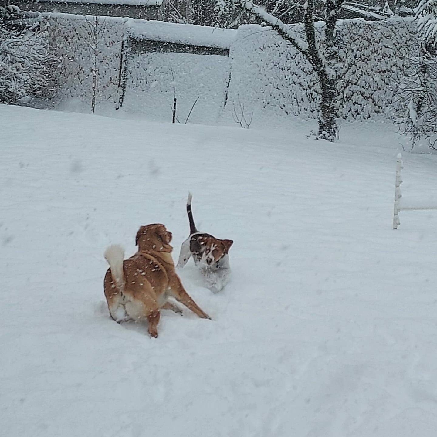 Some enjoy the snow more than others! Photo submitted to Auburn Reporter by Sandi Price Parsons