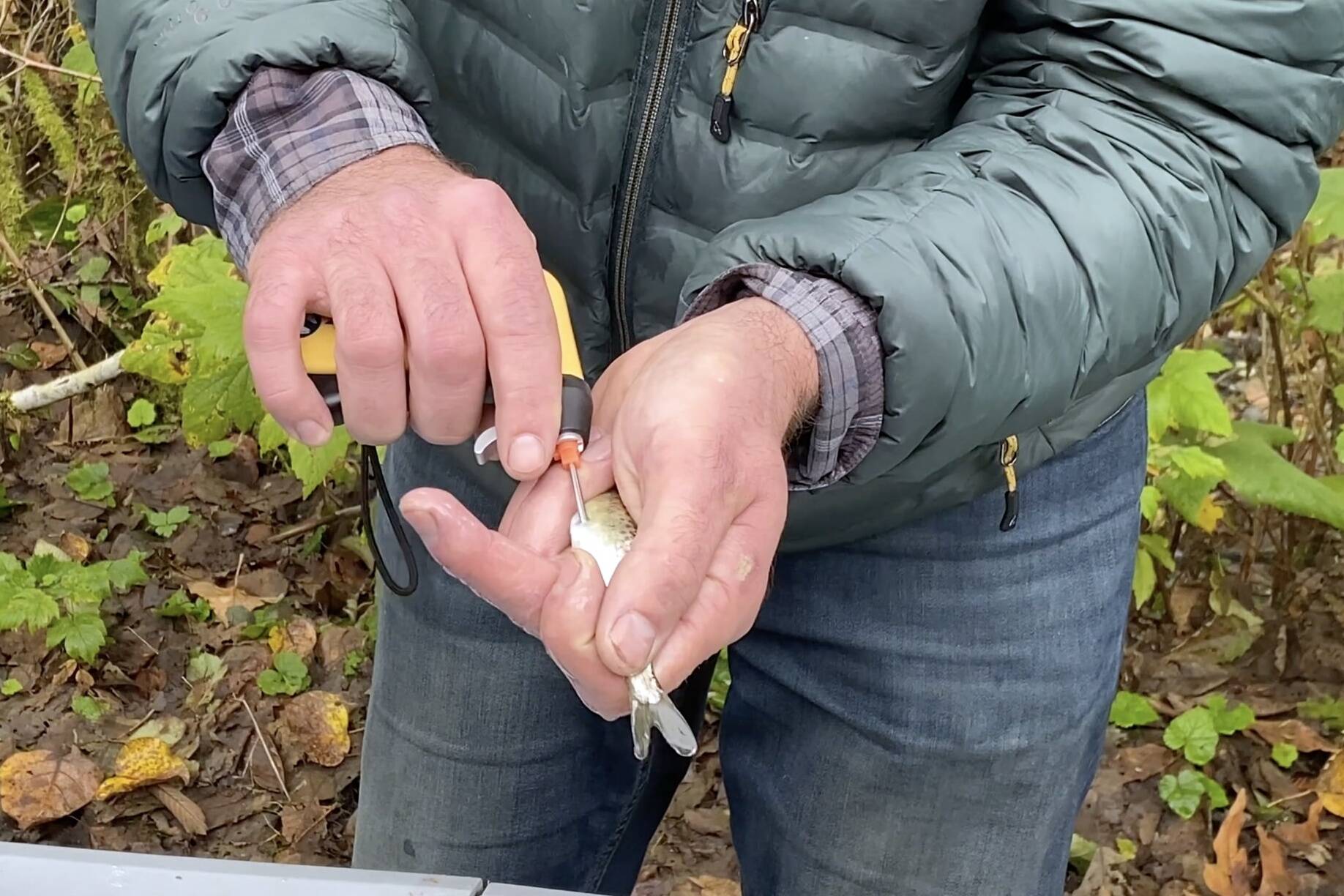 Chris Gregersen injects a young chinook salmon with a small transponder used for tracking the migration of the fish. Photo courtesy of King County