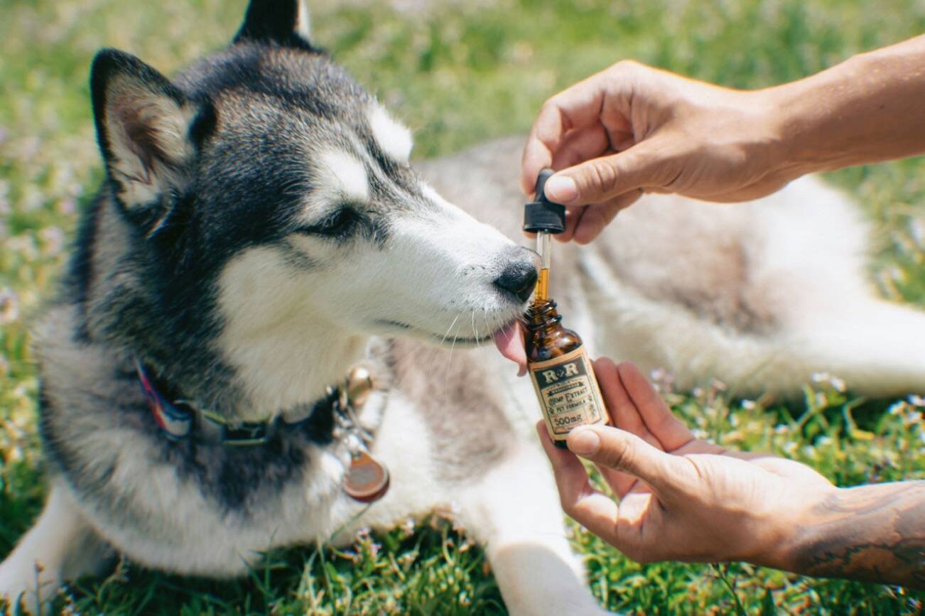 Best CBD Oil Products for Pets: Top CBD Supplements for Dogs and Cats