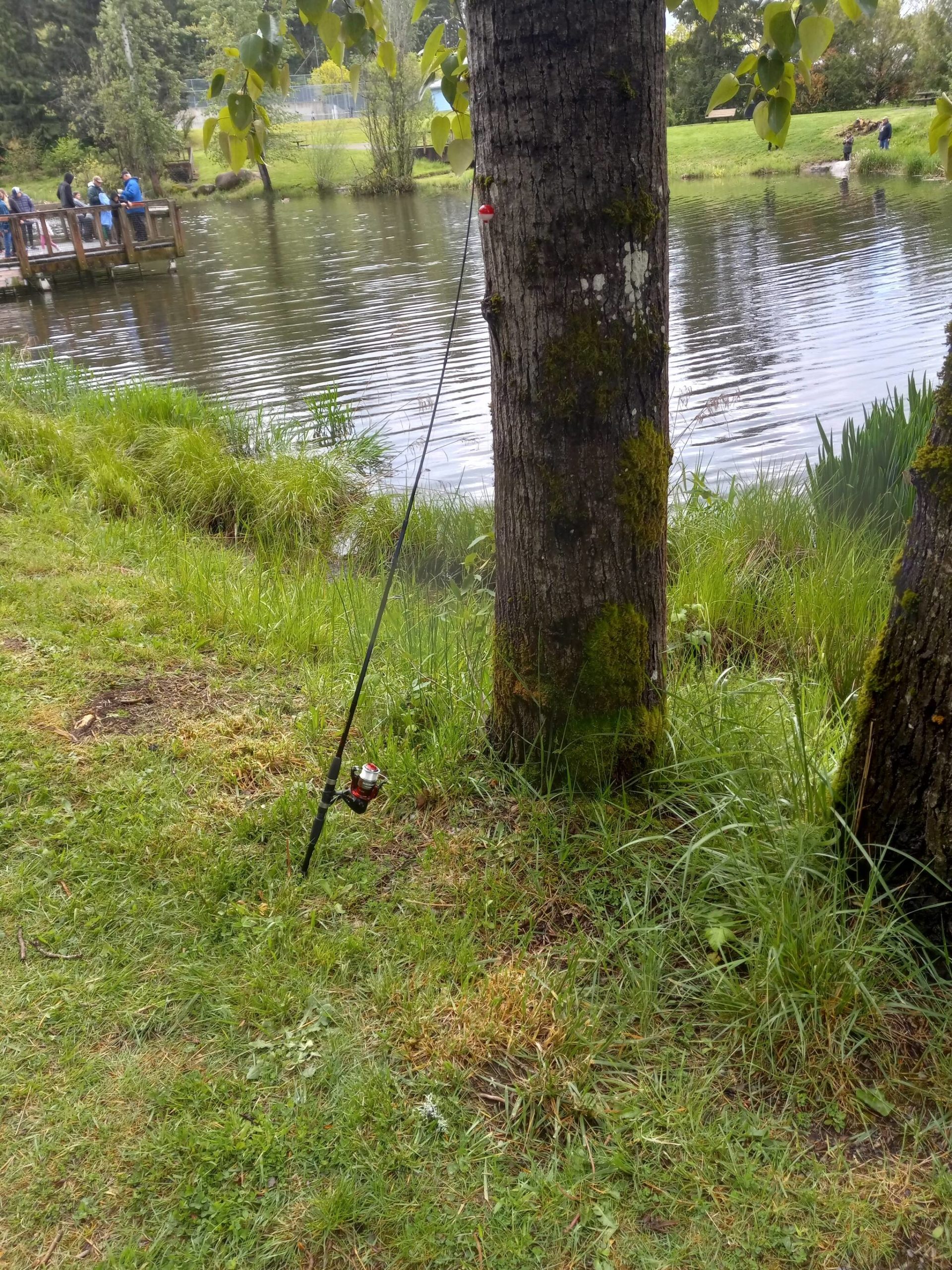 A pole wrests from its labors at the 60th annual fishing derby for kids 14 and under at Mill Creek Pond last Saturday. Photo by Robert Whale, Auburn Reporter