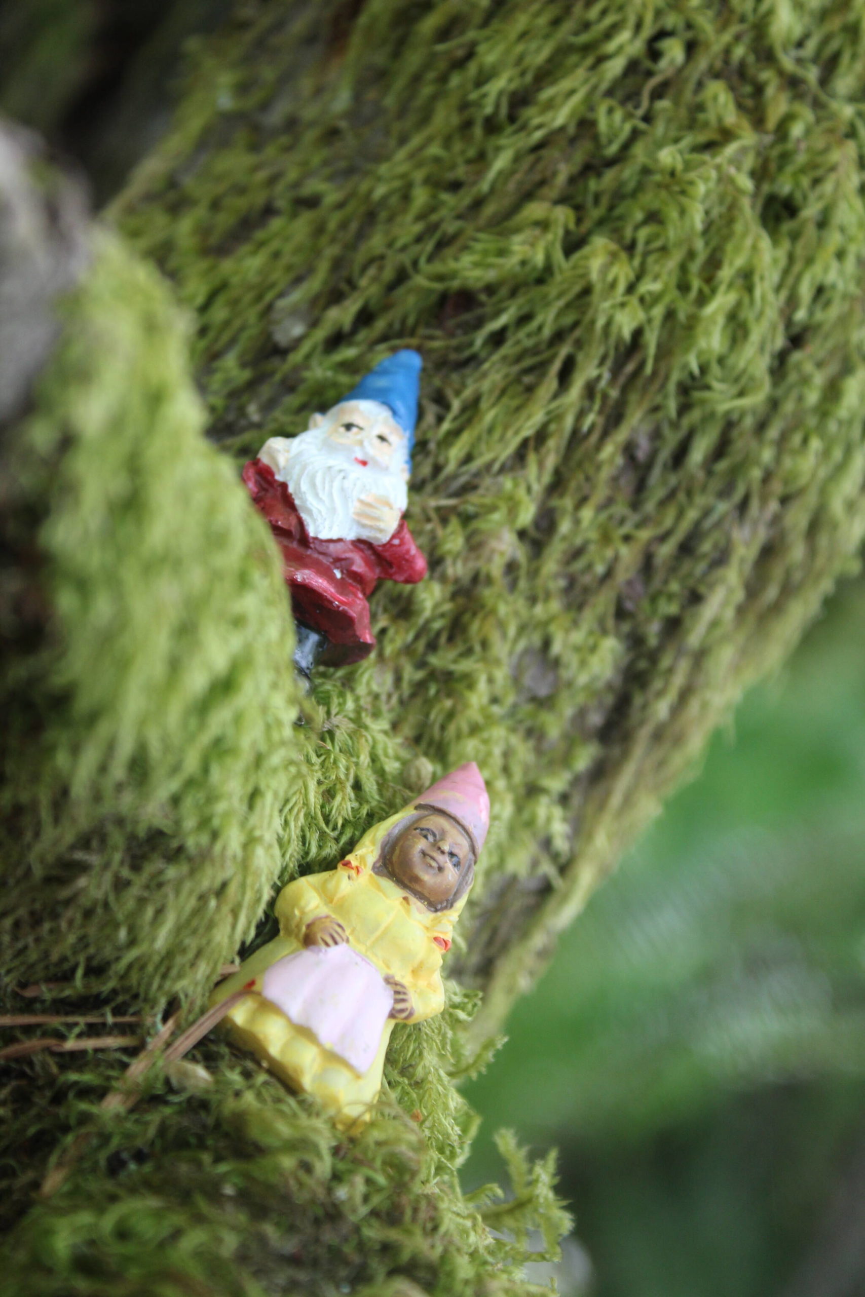 The Gnome Trail is located across from Rock Creek Elementary School, 25700 Maple Valley Black Diamond Rd SE, Maple Valley. Photos by Bailey Jo Josie/Sound Publishing