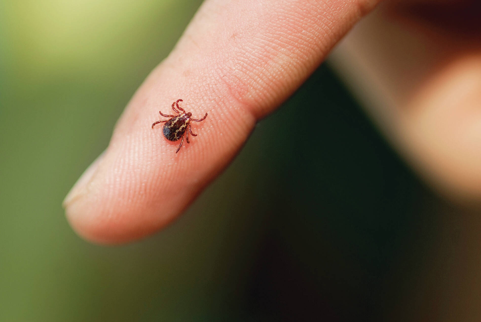 A tiny tick is almost unnoticeable when it’s hidden by an animals fur (or a human’s hair). Interior Health is warning people to check their pets and themselves for the tiny blood-drinkers when they return from enjoying the outdoors. (File photo)