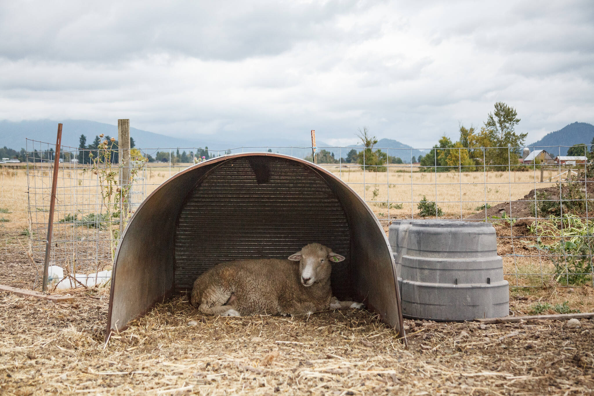 A sheep on Bless Ewe Sheep Company’s farm relaxes under cover on Aug. 17, 2021. Photo by Henry Stewart-Wood/Sound Publishing