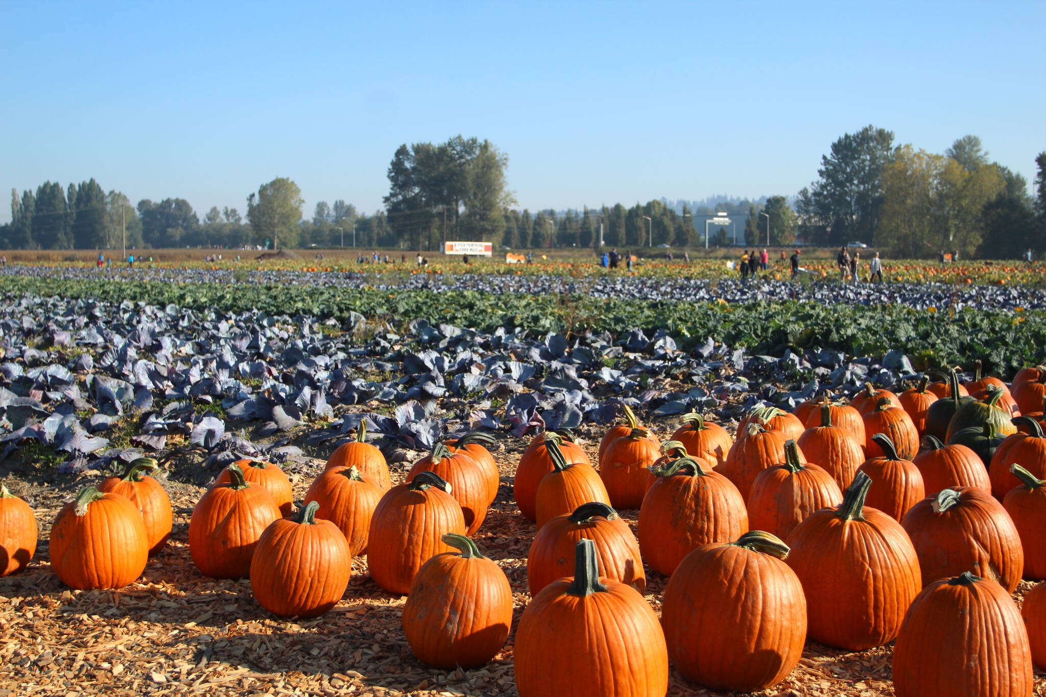 Photos by Olivia Sullivan/Sound Publishing
Pumpkins await visitors at Carpinito Brothers Farm Pumpkin Patch in the Kent Valley.