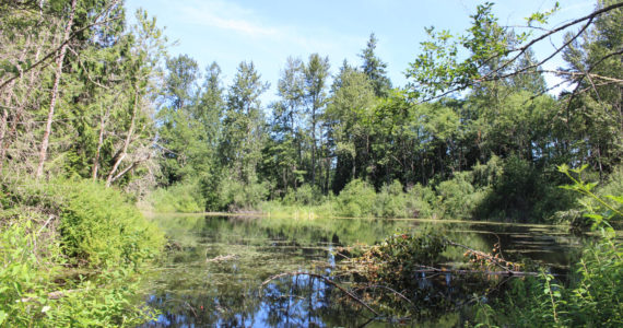 Lewis Lake as seen from the Lewis Lake Nature Trail in Auburn, on June 24, 2021. Lewis Lake is the most recent addition to Auburn parks. File photo