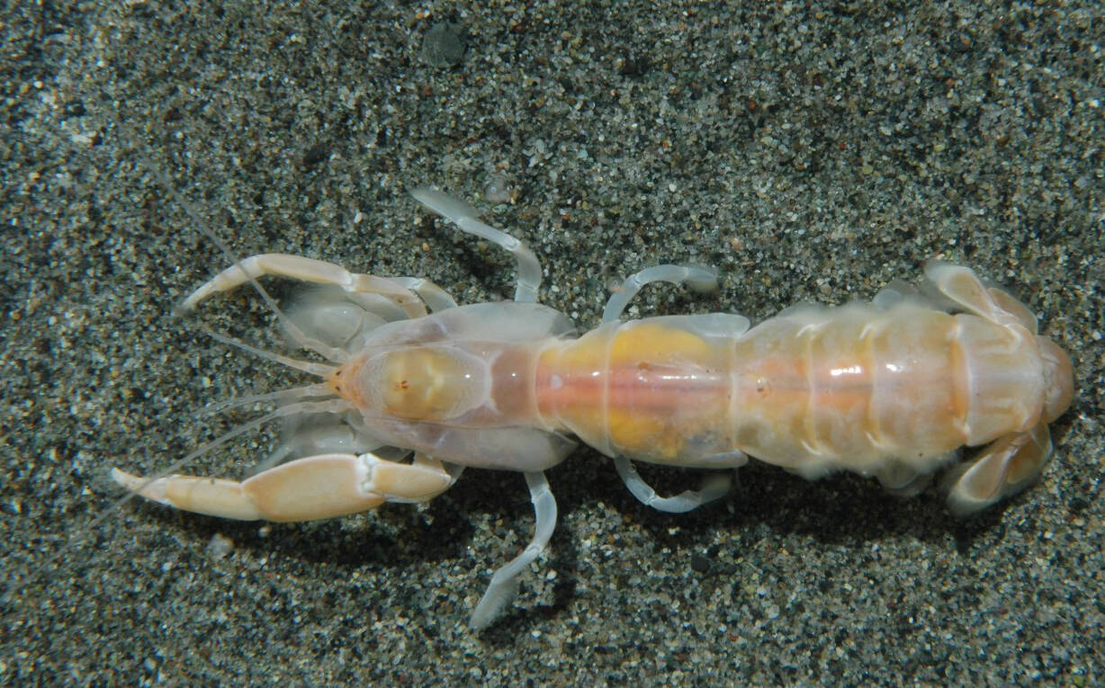 Courtesy of Dave Cowles.
The bay ghost shrimp, also known as Neotrypaea Californiensis.