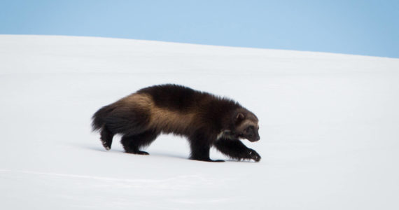 Joni’s son Dale, born in 2021, strides across a blanket of snow on Mount Rainier in January of this year. He now has at least three other siblings who share the mountain, not to mention his mom and dad.