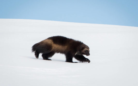 Joni’s son Dale, born in 2021, strides across a blanket of snow on Mount Rainier in January of this year. He now has at least three other siblings who share the mountain, not to mention his mom and dad.