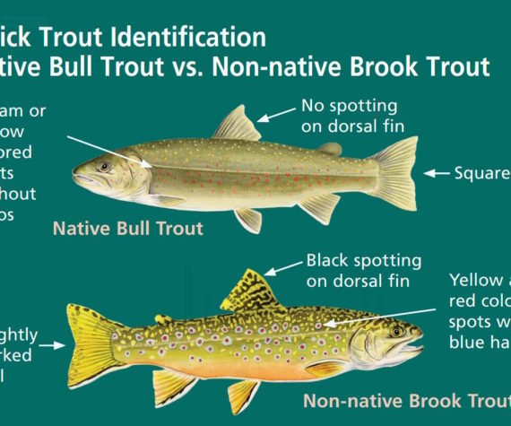 This chart is from the National Park Service.