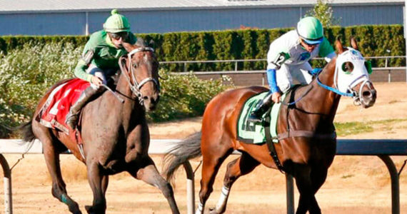 Slew’s Tiz Whiz (left) collars Papa’s Golden Boy in the 2022 Longacres Mile. COURTESY PHOTO, Emerald Downs