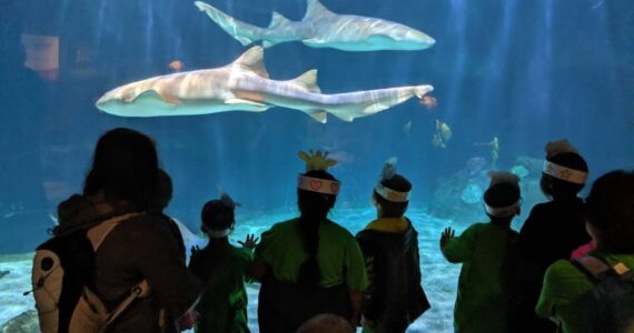 Photo courtesy of Natasha Daily
Students on a trip to an aquarium funded by the Auburn Public Schools Foundation.