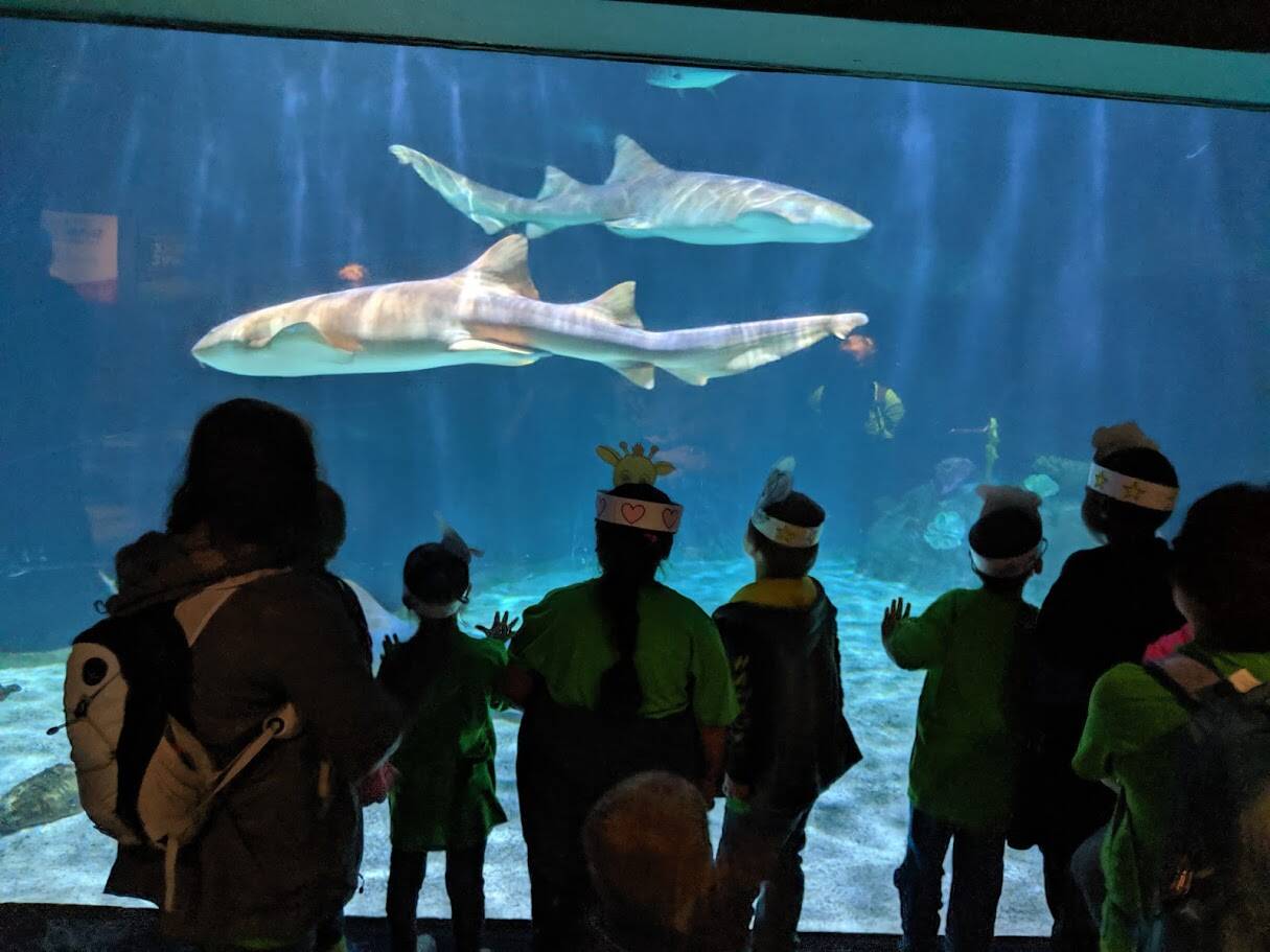 Photo courtesy of Natasha Daily
Students on a trip to an aquarium funded by the Auburn Public Schools Foundation.