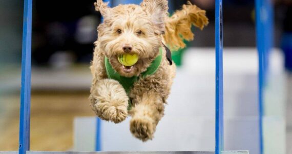 Lucy Storm wows the crowd with her athletic prowess at last year’s Petpalooza festival at Game Farm Park. The festival returns to the park this Saturday between 9 a.m. and 5 p.m. Photo courtesy of Auburn Arts, Parks and Recreation.