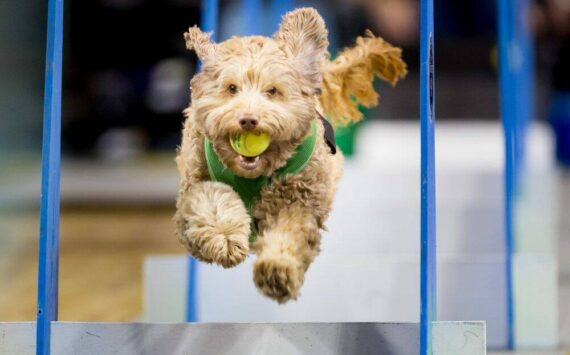 Lucy Storm wows the crowd with her athletic prowess at last year’s Petpalooza festival at Game Farm Park. The festival returns to the park this Saturday between 9 a.m. and 5 p.m. Photo courtesy of Auburn Arts, Parks and Recreation.