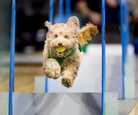 Lucy Storm wows the crowd with her athletic prowess at last year’s Petpalooza festival at Game Farm Park. The festival returns to the park this Saturday between 9 a.m. and 5 p.m. Photo courtesy of Auburn Arts, Parks and Recreation.