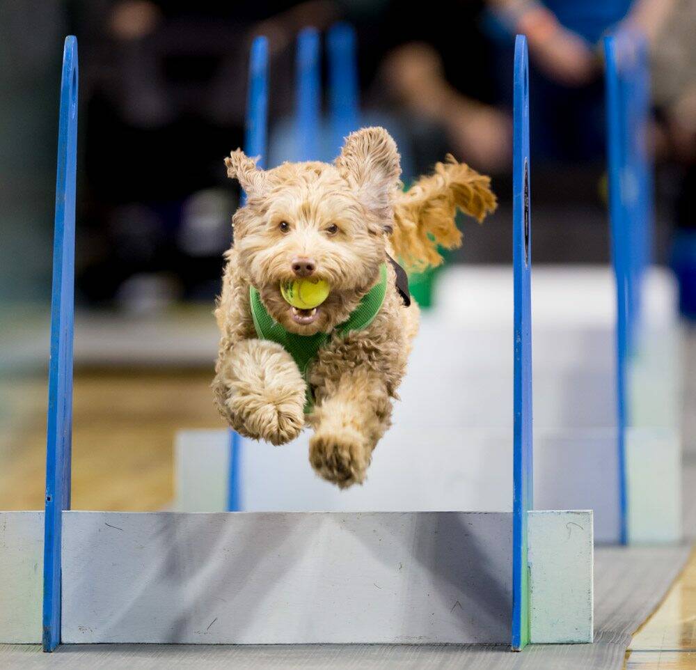 Lucy Storm wows the crowd with her athletic prowess at last year’s Petpalooza festival at Game Farm Park. The festival returns to the park this Saturday between 9 a.m. and 5 p.m. Photo courtesy of Auburn Arts, Parks and Recreation.