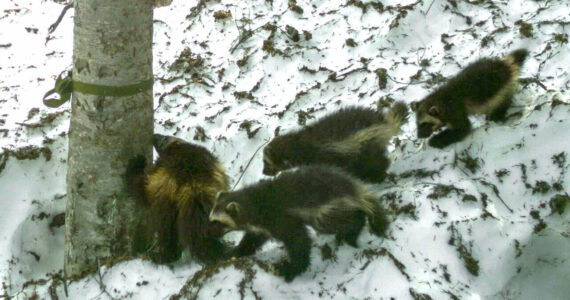 Contributed photo
Joni the wolverine leading her triplets through a monitoring station outside Mount Rainier National Park. The station snags DNA samples from the wolverines for testing and takes photos for the Cascades Carnivore Project.