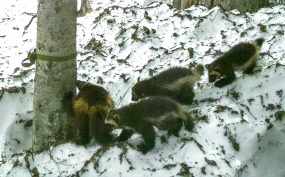 Contributed photo
Joni the wolverine leading her triplets through a monitoring station outside Mount Rainier National Park. The station snags DNA samples from the wolverines for testing and takes photos for the Cascades Carnivore Project.