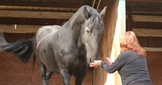 Dante is from the Netherlands and currently lives at Serenity Equine. He is a therapy horse who works with veterans from the Odyssey Project for Wounded Warriors. (Photos by Bailey Jo Josie/Sound Publishing)