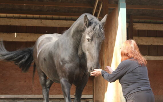 Dante is from the Netherlands and currently lives at Serenity Equine. He is a therapy horse who works with veterans from the Odyssey Project for Wounded Warriors. (Photos by Bailey Jo Josie/Sound Publishing)