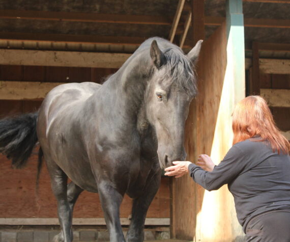 Dante is from the Netherlands and currently lives at Serenity Equine. He is a therapy horse who works with veterans from the Odyssey Project for Wounded Warriors. (Photos by Bailey Jo Josie/Sound Publishing)