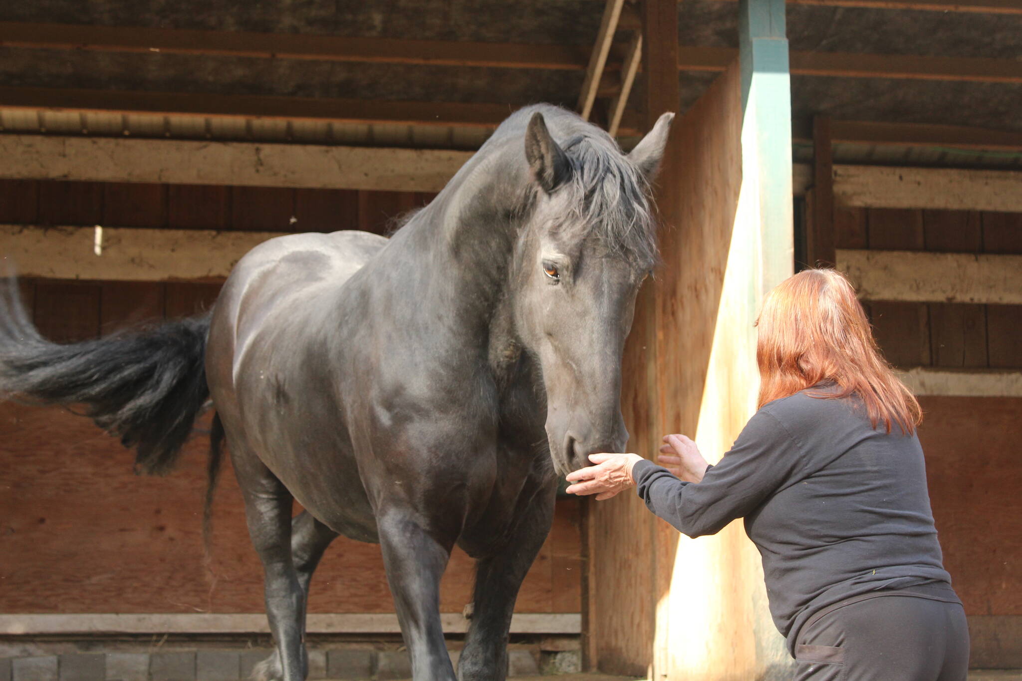 (Photos by Bailey Jo Josie/Sound Publishing) 
Dante is from the Netherlands and currently lives at Serenity Equine. He is a therapy horse who works with veterans from the Odyssey Project for Wounded Warriors.