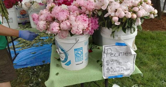 Courtesy photo
The Auburn Farmers Market runs 10 a.m. to 3 p.m. Sundays through Sept. 17 at Les Gove Park, 1140 Auburn Way South. Learn more at www.auburnfarmersmarket.org.