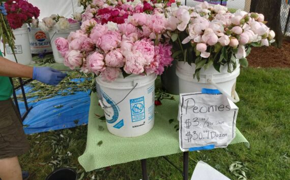 Courtesy photo
The Auburn Farmers Market runs 10 a.m. to 3 p.m. Sundays through Sept. 17 at Les Gove Park, 1140 Auburn Way South. Learn more at www.auburnfarmersmarket.org.