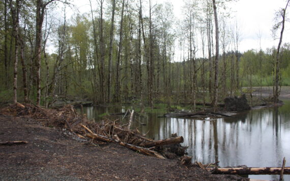 The site of where the Lones Levee was cleared on Green River to restore salmon habitat. Photo by Cameron Sheppard/Sound Publishing
