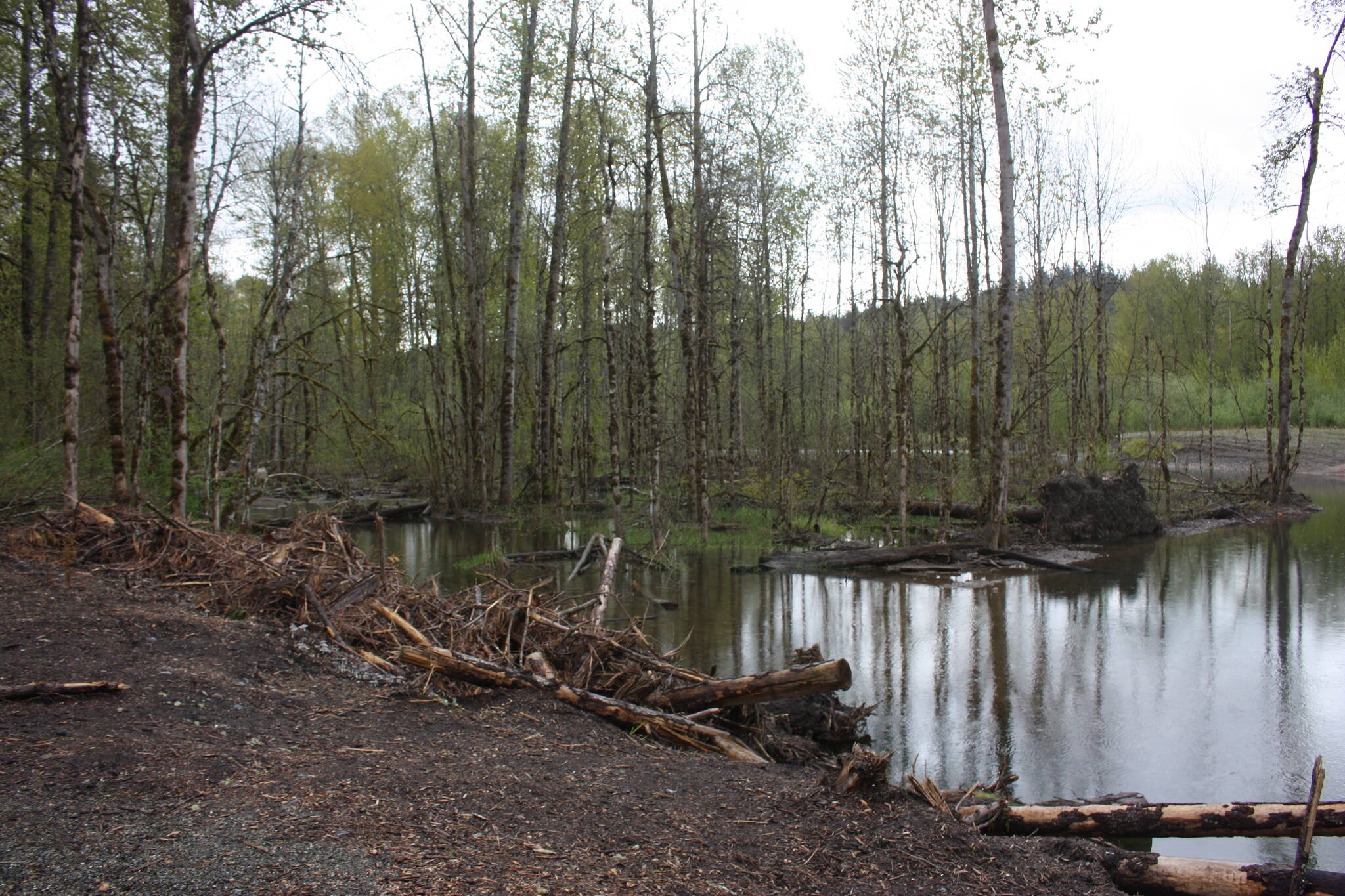 The site of where the Lones Levee was cleared on Green River to restore salmon habitat. Photo by Cameron Sheppard/Sound Publishing