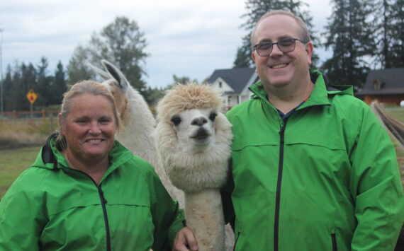 Kandi and Mark Dondrill of Green Apple Alpacas. Photo by Bailey Jo Josie/Sound Publishing.