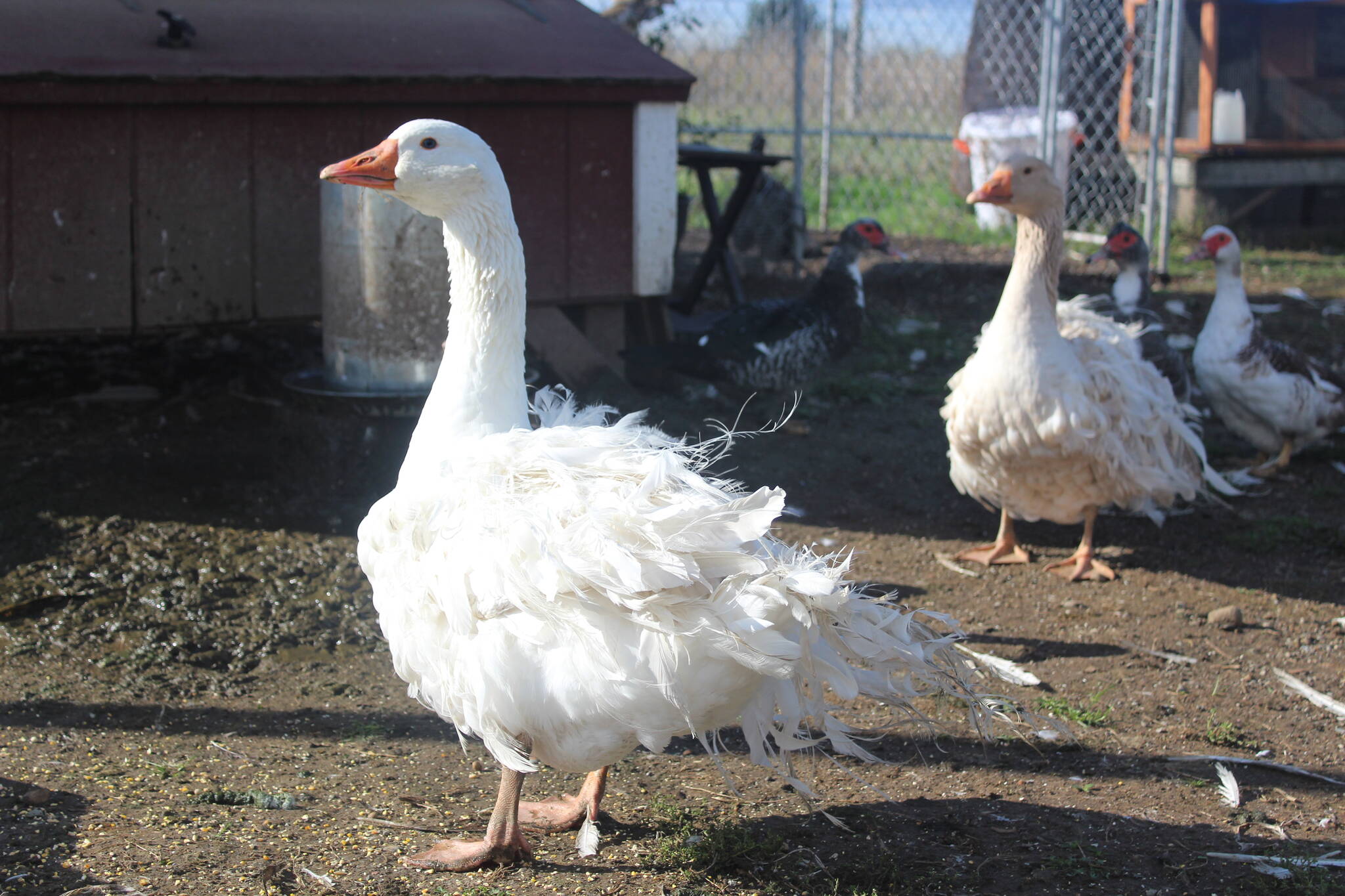 On a farm filled with retired show chickens, the most stunning birds are actually the two Sebastopol geese. Photo by Bailey Jo Josie/Sound Publishing.