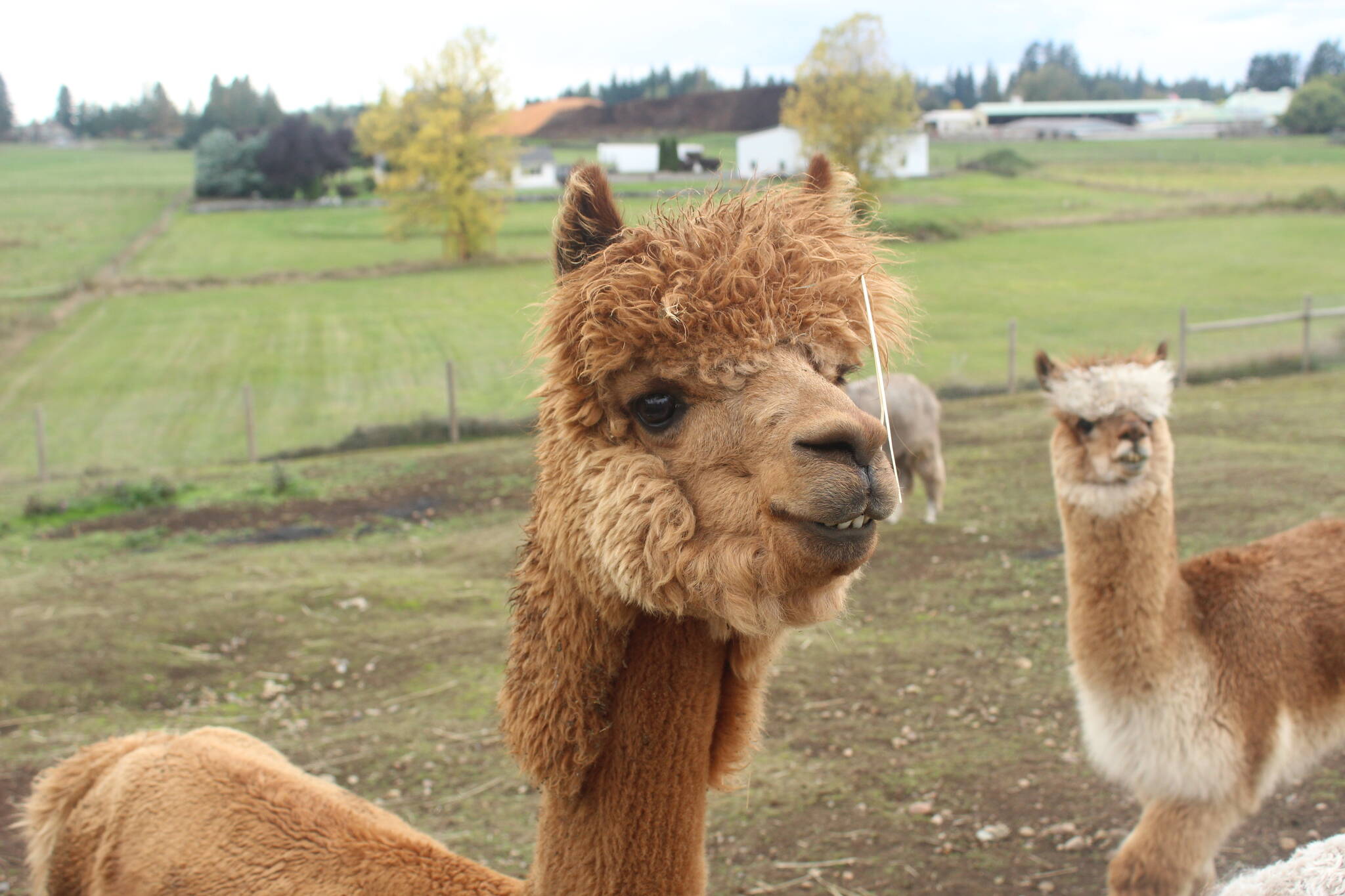 Quando una femmina di alpaca viene tosata, ottiene un taglio 