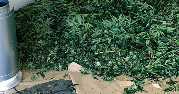 File photo showing a marijuana bust in King County. (File photo)