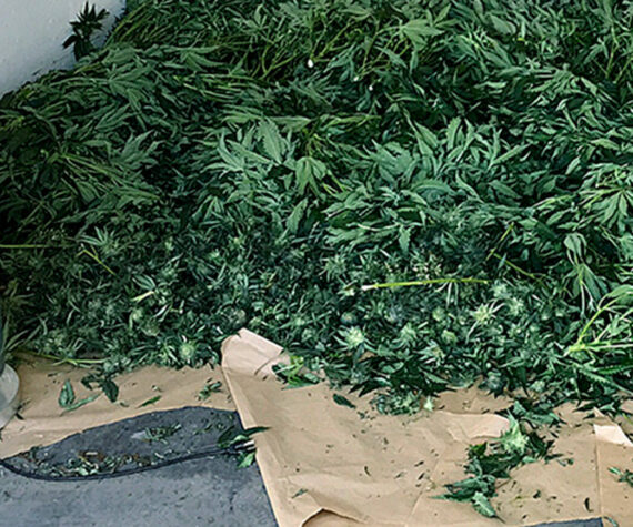 File photo showing a marijuana bust in King County. (File photo)