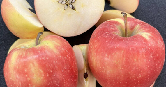 Sliced WA 64 apples show the newly released variety’s yellow-pink skin and white interior. The WSU-bred apple has outstanding eating and storage qualities. Courtesy of Washington State University