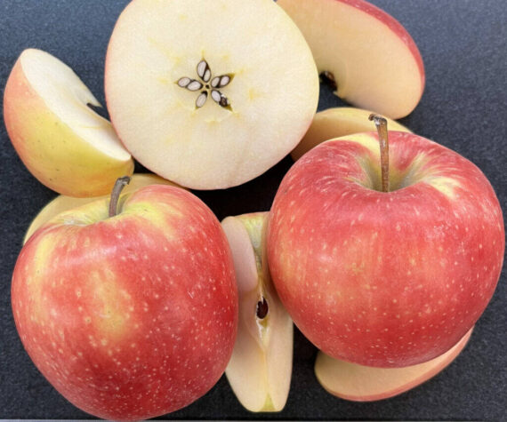 Sliced WA 64 apples show the newly released variety’s yellow-pink skin and white interior. The WSU-bred apple has outstanding eating and storage qualities. Courtesy of Washington State University