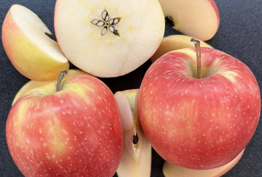 <p>Sliced WA 64 apples show the newly released variety’s yellow-pink skin and white interior. The WSU-bred apple has outstanding eating and storage qualities. Courtesy of Washington State University</p>