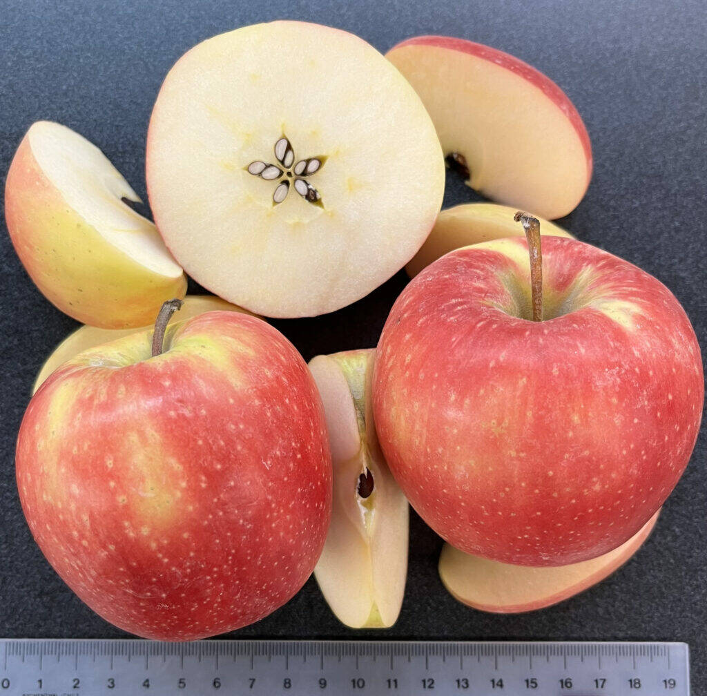 Sliced WA 64 apples show the newly released variety’s yellow-pink skin and white interior. The WSU-bred apple has outstanding eating and storage qualities. Courtesy of Washington State University