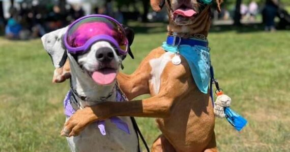 Auburn’s annual Petpalooza returns May 18 at Game Farm Park. Photo courtesy of Auburn Petpalooza