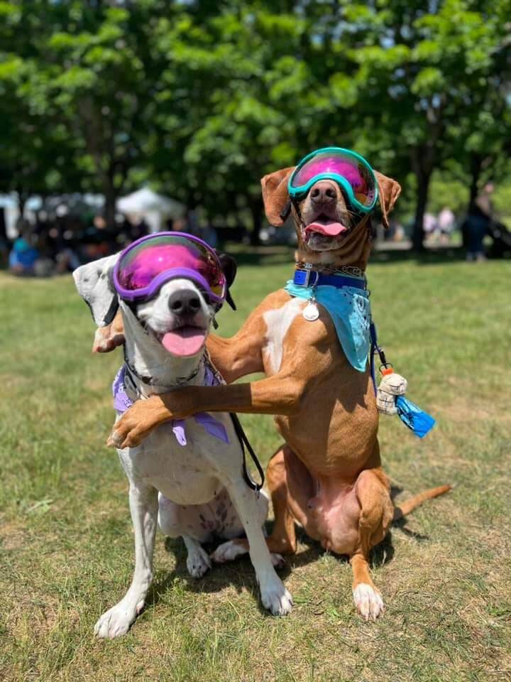 Mark your calendar for the annual Auburn Petpalooza Auburn Reporter