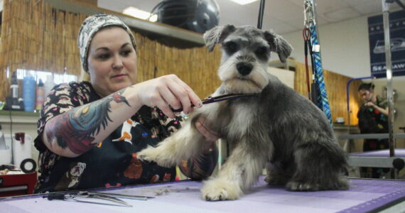 Pistol gets a trim by one of Tiki Tails’ expert dog groomers. Photo by Bailey Jo Josie/Sound Publishing.