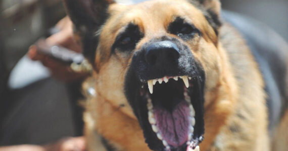 For a dog to be declared dangerous, or potentially dangerous in Auburn, it must have attacked, bitten, endangered, or injured a person or a domestic animal, without provocation. File photo