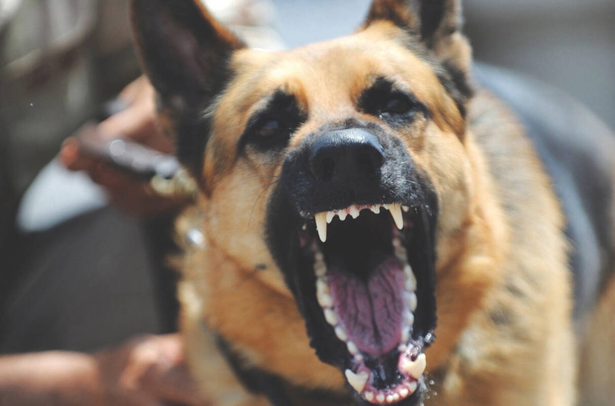 For a dog to be declared dangerous, or potentially dangerous in Auburn, it must have attacked, bitten, endangered, or injured a person or a domestic animal, without provocation. File photo