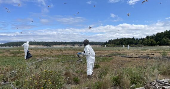 Photo courtesy of Katherine Haman
Washington Department of Fish and Wildlife staff clean up Caspian tern carcasses during the bird flu outbreak on Rat Island in Jefferson County, 2023.