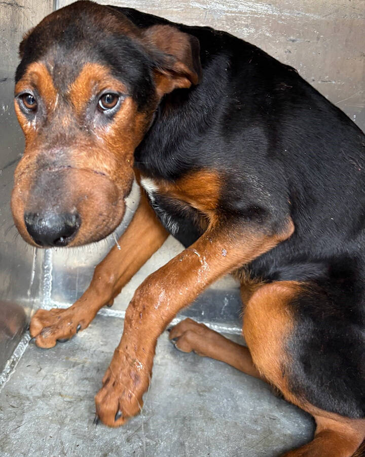 Photo courtesy of Regional Animal Services of King County (RASKC)