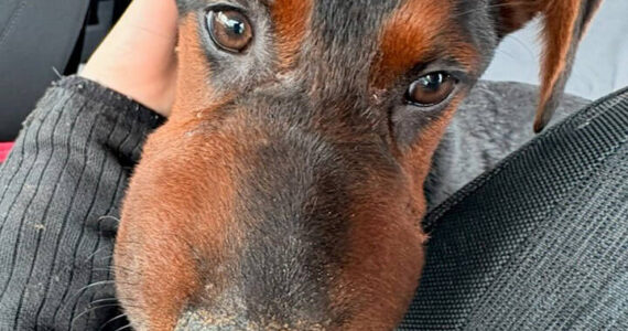 Photo courtesy of Regional Animal Services of King County (RASKC)